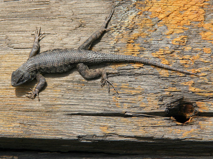 Western Fence Lizard